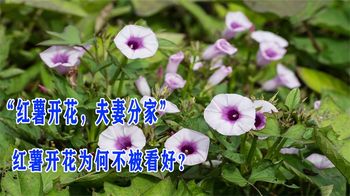 “红薯开花，夫妻分家”，是什么意思，红薯开花为何不被看好？