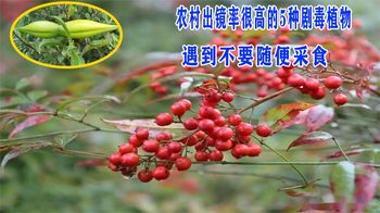 农村出镜率很高的5种剧毒植物，遇到不要随便采食，认识不吃亏