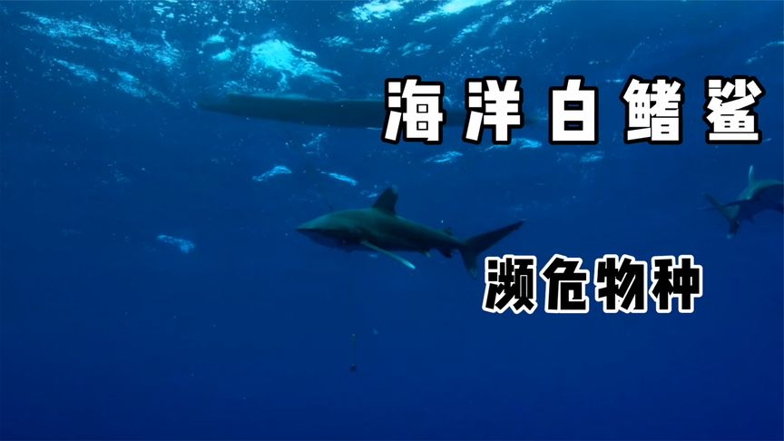 河中巨怪：杰里米下潜700米深海喂鲨鱼吃猪肉，结果鲨鱼狼吞虎咽