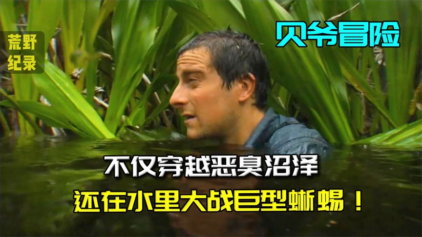 贝爷荒野求生：这次来苏门答腊火山带，贝爷带你去沼泽抓蜥蜴！