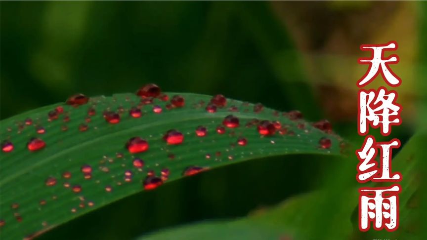 自然档案：印度天空突然降下血红色的雨水，一连持续了好几天！