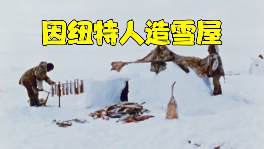 北极的天才因纽特人，造雪屋吃生海豹肉，海豹油做成灯熬水喝