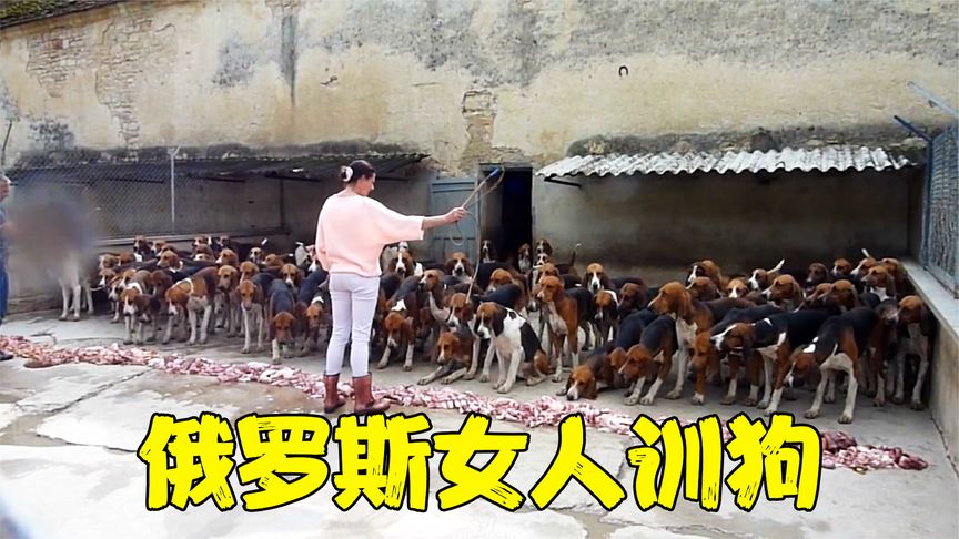 俄罗斯的女训犬师，一人单挑100条猎犬，吼一声猎犬腿都被吓软