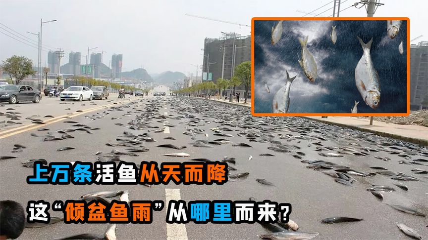 好大一场“鱼雨”！上万条活鱼凭空出现，它们从哪里跑来？