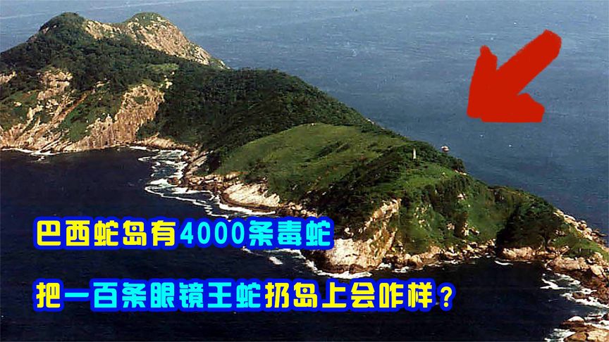 巴西蛇岛有4000条毒蛇，把一百条眼镜王蛇丢岛上，能吃完毒蛇吗？