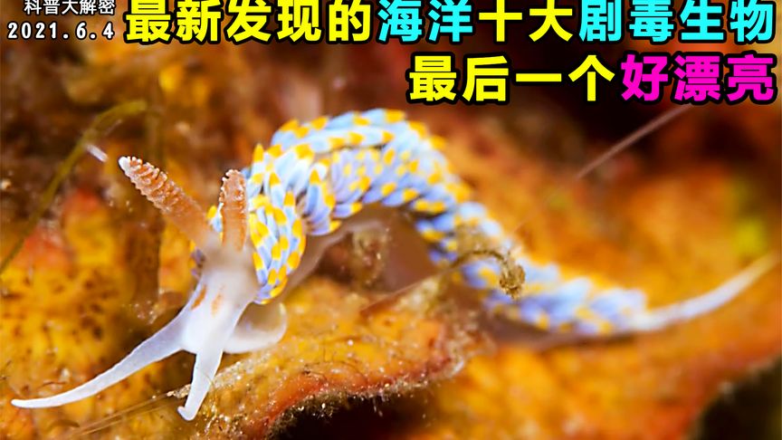 最新发现的海洋十大剧毒生物，你认识几个呢？