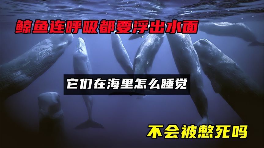 鲸鱼连呼吸都要浮出水面，它们在海里怎么睡觉？不会被憋死吗？