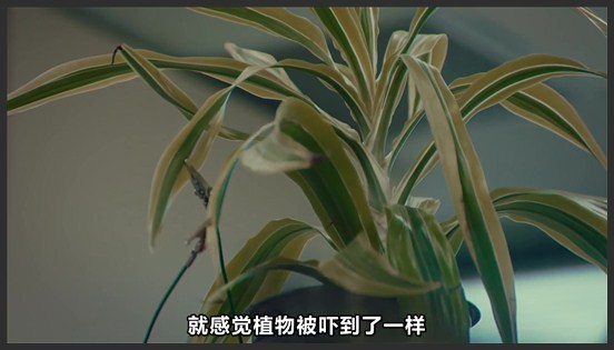 植物竟然有意识，这是为什么呢？看完你就知道了！