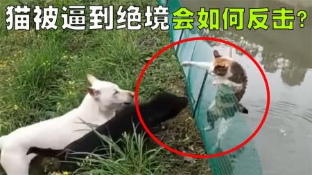 动物们的奇怪行为大盘点，猫咪被狗子逼到绝境后会怎样反击？