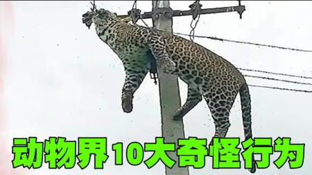 动物世界10大奇怪行为排行榜，小猫与猎豹竟然化敌为友变成朋友！