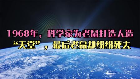 1968年，科学家为老鼠打造人造“天堂”，最后老鼠却纷纷死去