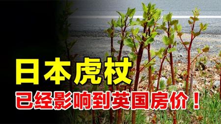 英国泛滥成灾的虎杖！已经影响到英国房价，为何我国却大量种植？