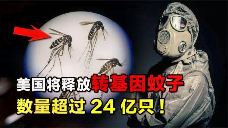 美国将释放24亿只转基因蚊子，目的是什么？会带来怎样的影响？