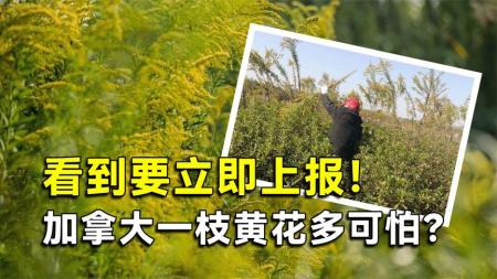 全国多地遭“恶花”入侵！加拿大一枝黄花多可怕？看到要立即上报