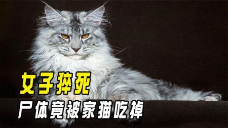 俄罗斯女子养20只巨猫，猝死后竟被猫吃掉了！猫真被驯化了吗？