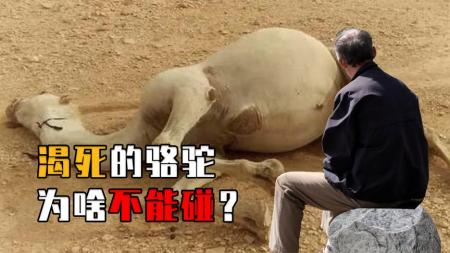 骆驼为什么会渴死？沙漠中遇到渴死的骆驼，为什么不要去碰？