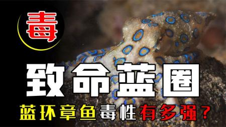 火锅吃到蓝环章鱼，毒性秒杀26个大汉？被它咬就必死无疑吗？