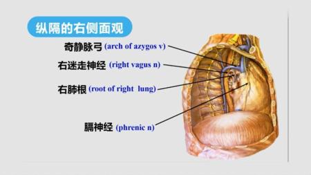 人体揭秘：男人的胸到底有什么用？看完奇怪的知识又增加了！