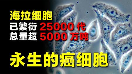 她去世后癌细胞活了下来，至今已繁衍25000代，总质量超5000万吨