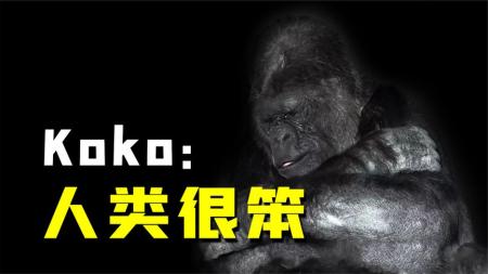 Koko的忠告多少人还记得？2020年已成过去，人类要反思的却太多！