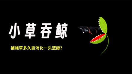 如果给捕蝇草一头蓝鲸，它多长时间才能消化完呢？