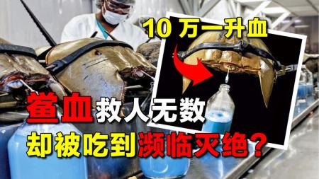 活了4亿年的“活化石”，10万一升血救人无数，却被吃到濒临灭绝