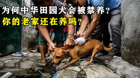 为什么中华田园犬会被禁养？专家道出4大原因，你老家还在养吗？