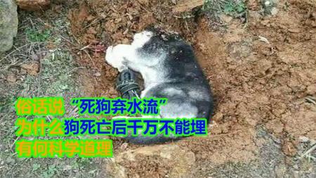 俗话说“死狗弃水流”，为什么狗狗死后不能埋？这话有道理吗？