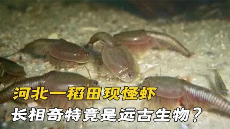 河北一稻田惊现“怪虾”，村民看到后立即报警，专家：远古生物！