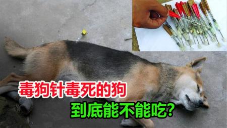 0.1毫克即可致死，毒狗针到底有多毒？被毒死的狗还能吃吗？