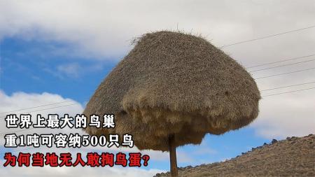 世界上最大的鸟巢，重1吨可容纳500只鸟，为何当地无人敢去掏？