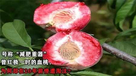 曾红极一时，被称为“减肥重器”的血桃，为何在20年前惨遭淘汰？