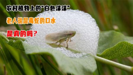 植物上的神秘“白色沫沫”，老人说是毒蛇的口水，是真的吗？