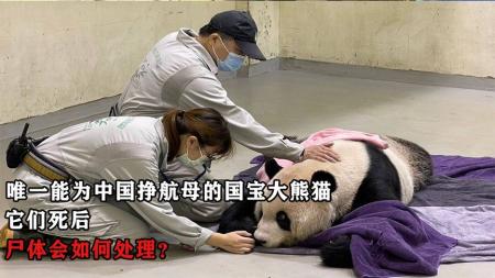 唯一能为中国挣航母的国宝大熊猫，它们死后，尸体会如何处理？