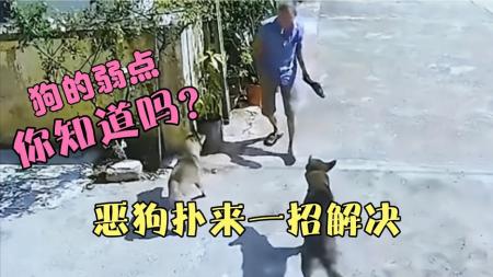 狗的弱点在哪里？被大型犬追咬时，我们该如何自救？