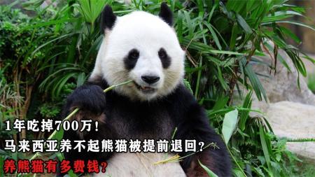 1年吃掉700万！马来西亚养不起熊猫被提前退回？养熊猫有多费钱？