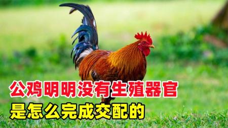 公鸡没有生殖器官，它和母鸡是如何完成交配的？