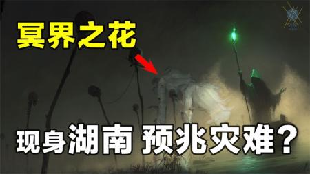 多地频频出现“冥界之花”，这预示着什么？它真是不祥之花？