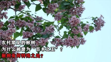 农村常见的楸树，为什么被誉为“百木之王”？楸树有何特殊之处？