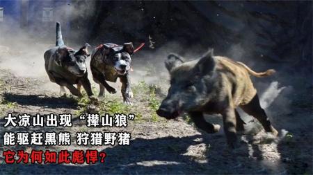 大凉山出现“撵山狼”，能驱赶黑熊、狩猎野猪，它为何如此彪悍？