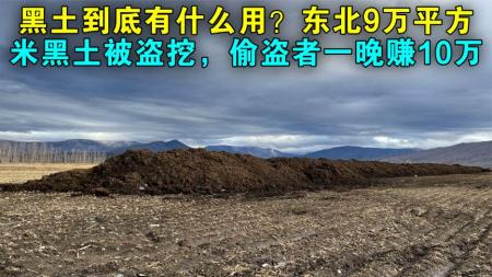 东北9万平方米黑土被盗挖，偷盗者一晚赚10万，黑土到底有什么用