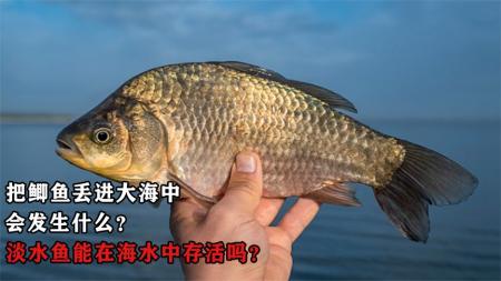 把鲫鱼丢进大海中，会发生什么？淡水鱼能在海水中存活吗？