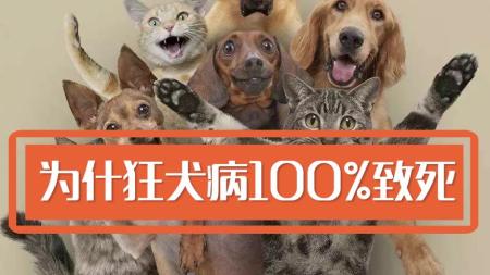 为什么狂犬病100%致死？人类该如何应对