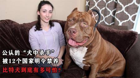 公认的“犬中杀手”，被12个国家明令禁养，比特犬到底有多可怕？