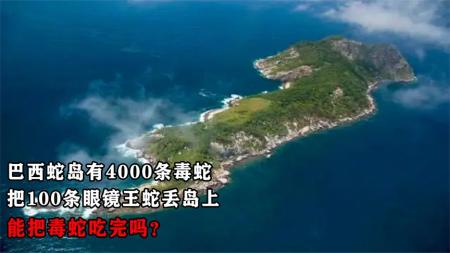 巴西蛇岛4000条毒蛇，把100条眼镜王蛇丢岛上，能把毒蛇吃完吗？