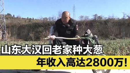 山东小伙放弃城市工作，回老家种大葱，年收入高达2800万！